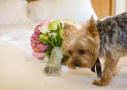 San Jose Fairmont Hotel Wedding Photography - Too Close